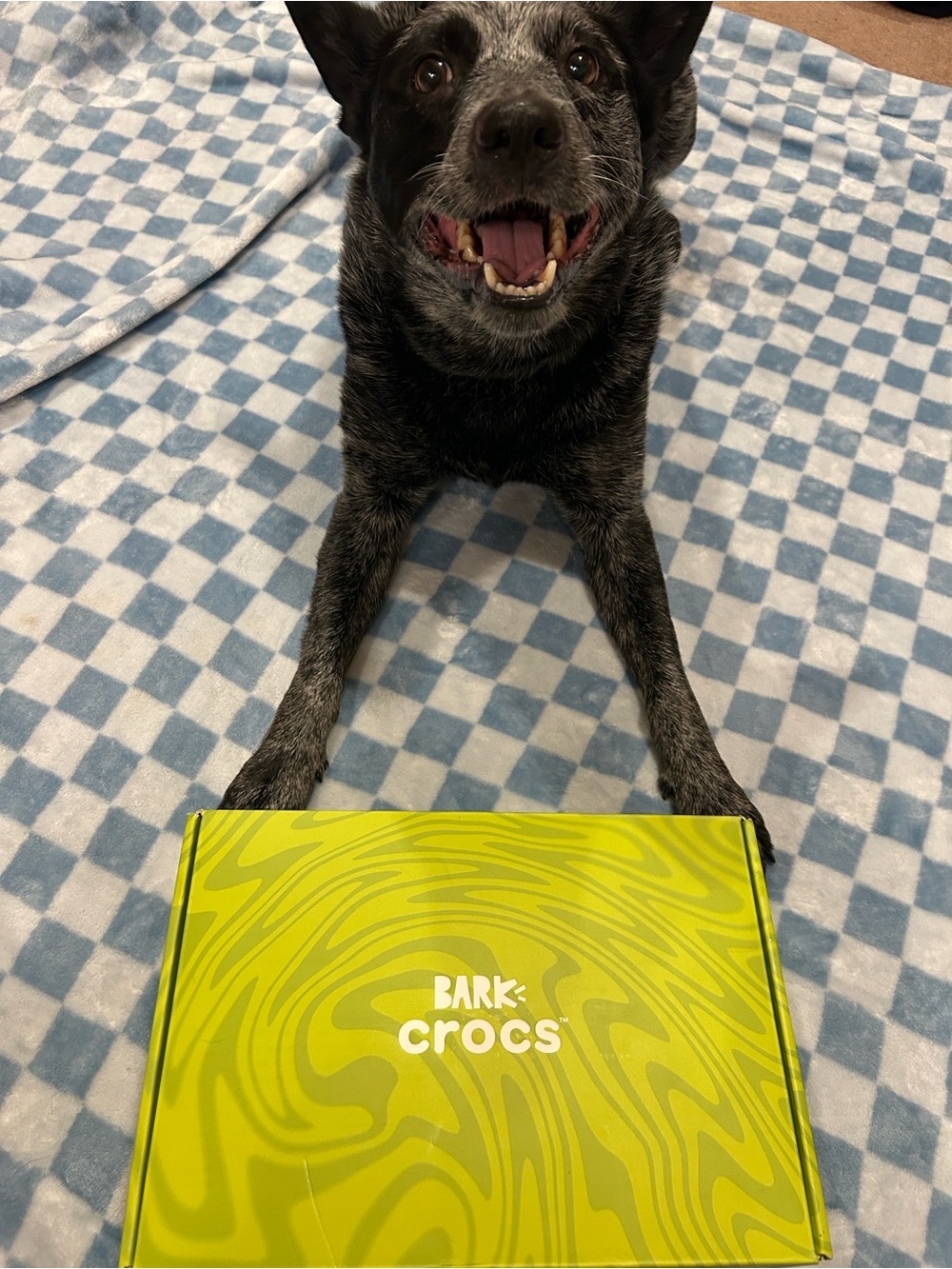 BARK Dog Crocs